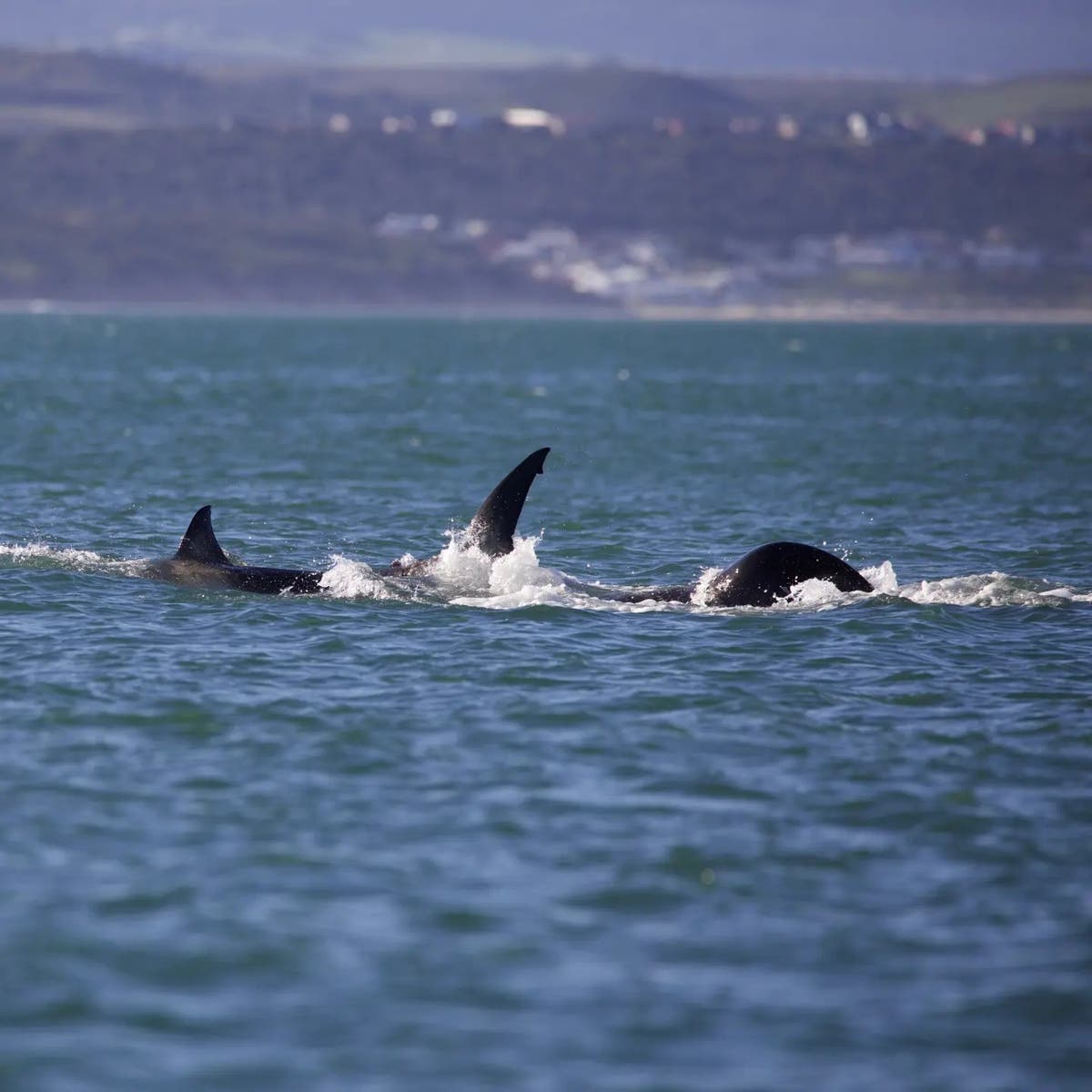 Lone killer whale kills and eviscerates great white shark in under 2