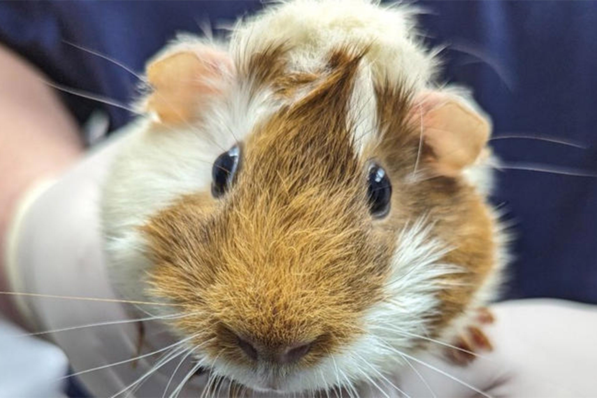 A guinea pig found abandoned outside an east London Tube station