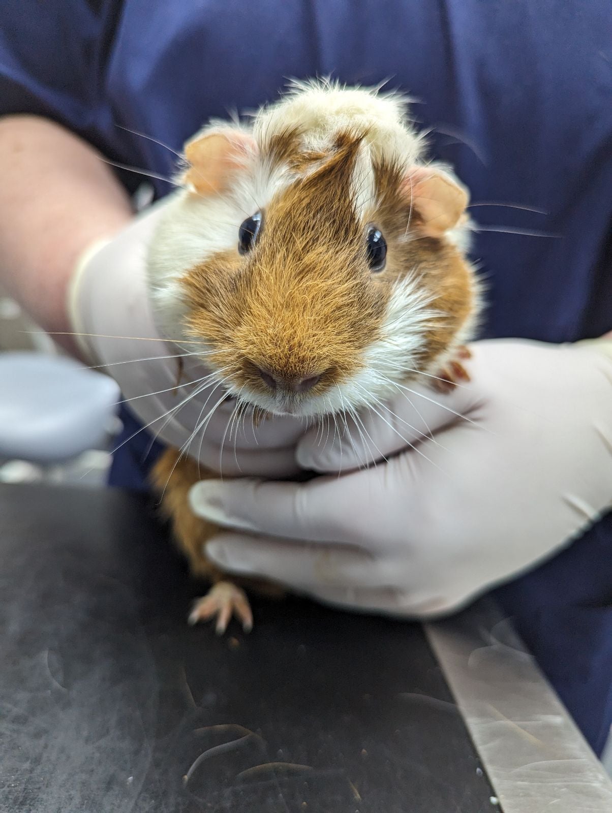 The RSPCA have issued a warning after a guinea pig was abandoned at a London tube station with a note