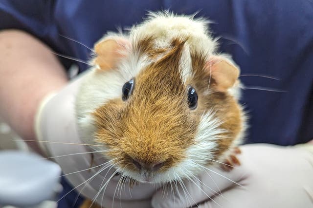 <p>The RSPCA have issued a warning after a guinea pig was abandoned at a London tube station with a note</p>