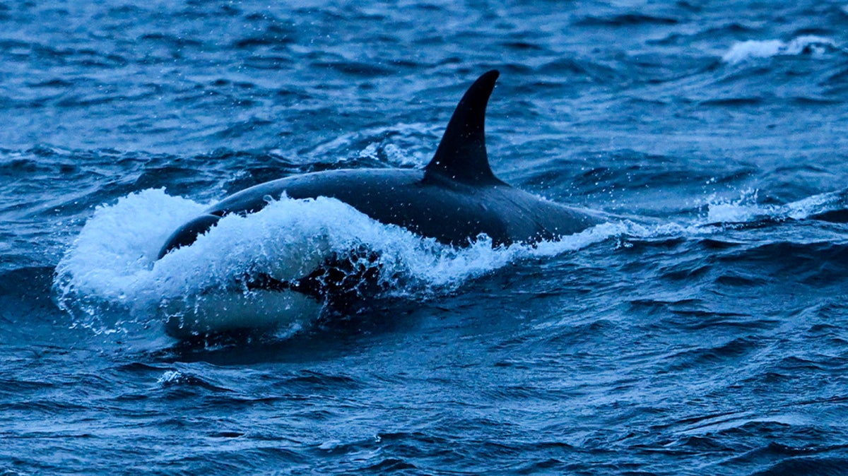 Expert explains why orcas kill great white sharks after attack caught on camera