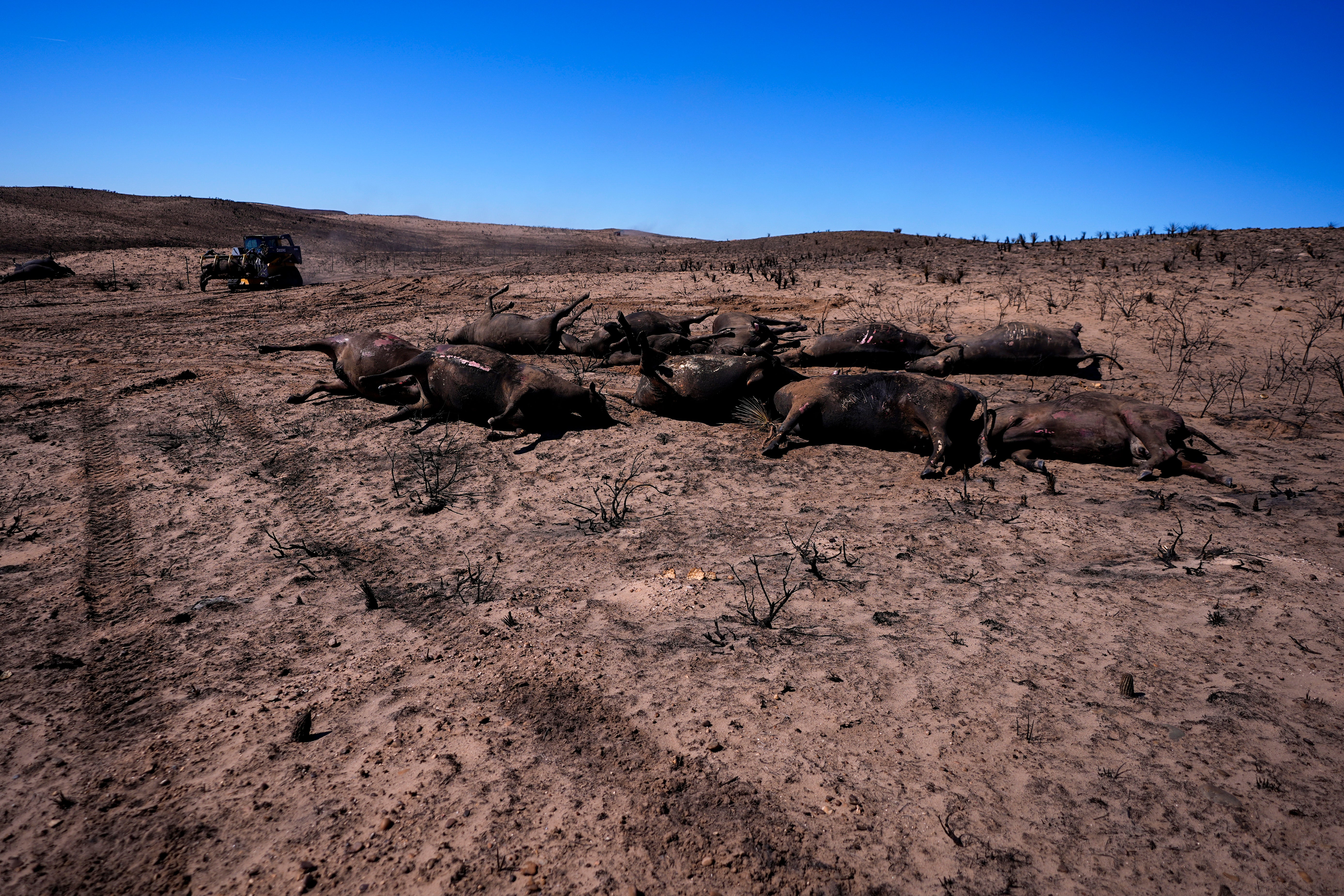 Ranchers move cattle killed by the Smokehouse Creek Fire out of burned ranch land, Friday, March 1, 2024, in Skellytown, Texas.