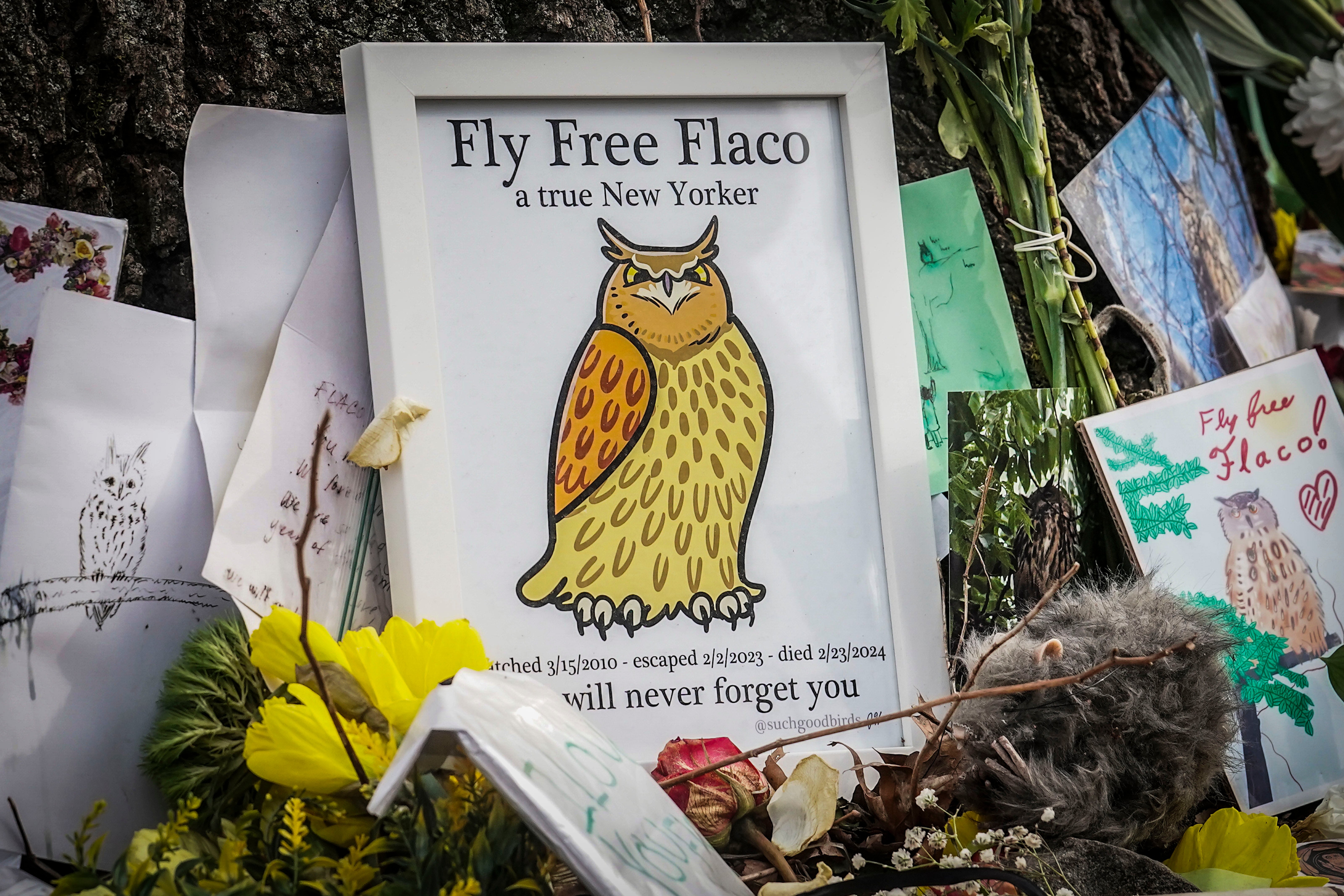 Tributes surround the base of an oak tree in a Central Park makeshift memorial for Flaco