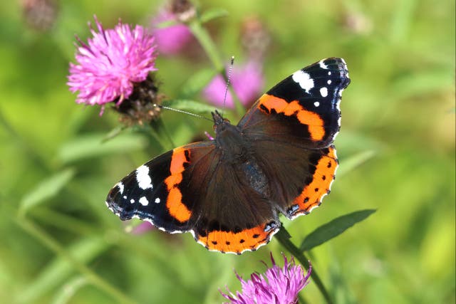 Red admiral butterflies are among the butterflies people are asked to spot in the annual count (Mark Searle, Butterfly Conservation/PA)