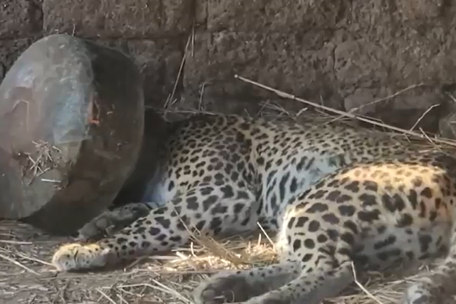 <p>Leopard tranquilised for rescuing after its head stuck inside a metallic vessel </p>