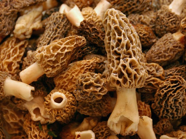<p>Morel mushrooms were served uncooked or undercooked inside sushi rolls last year </p>