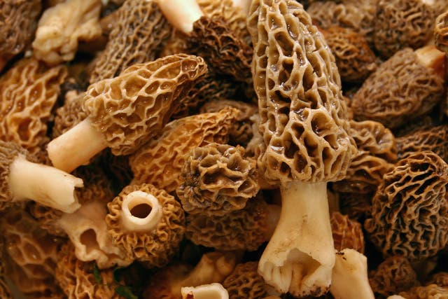<p>Morel mushrooms were served uncooked or undercooked inside sushi rolls last year </p>