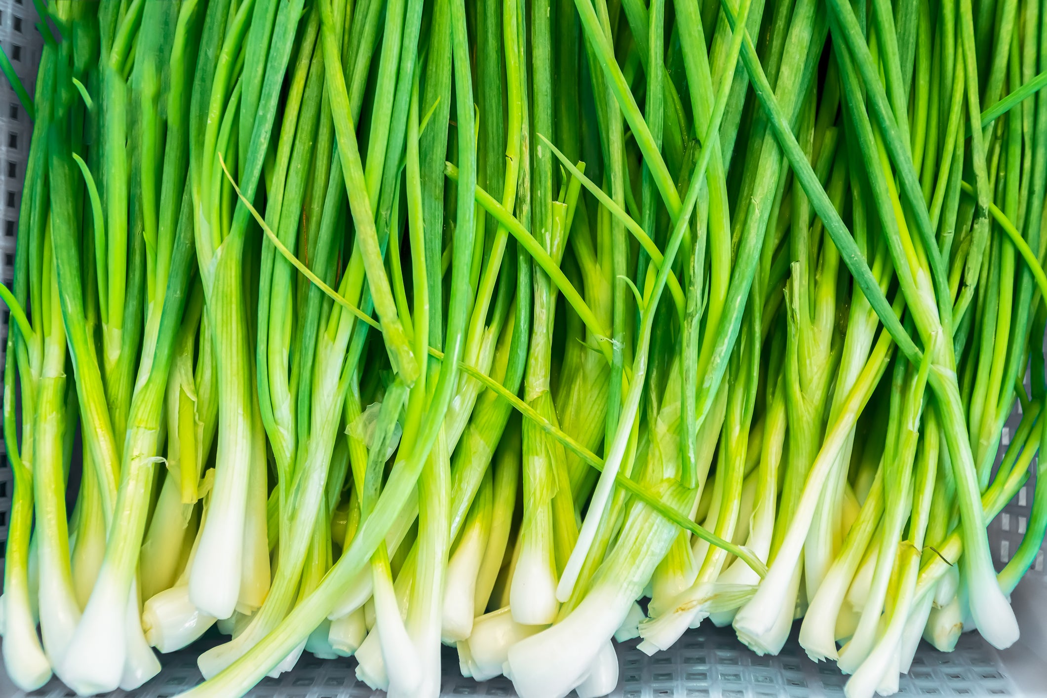 Spring onions are at their peak from March to June