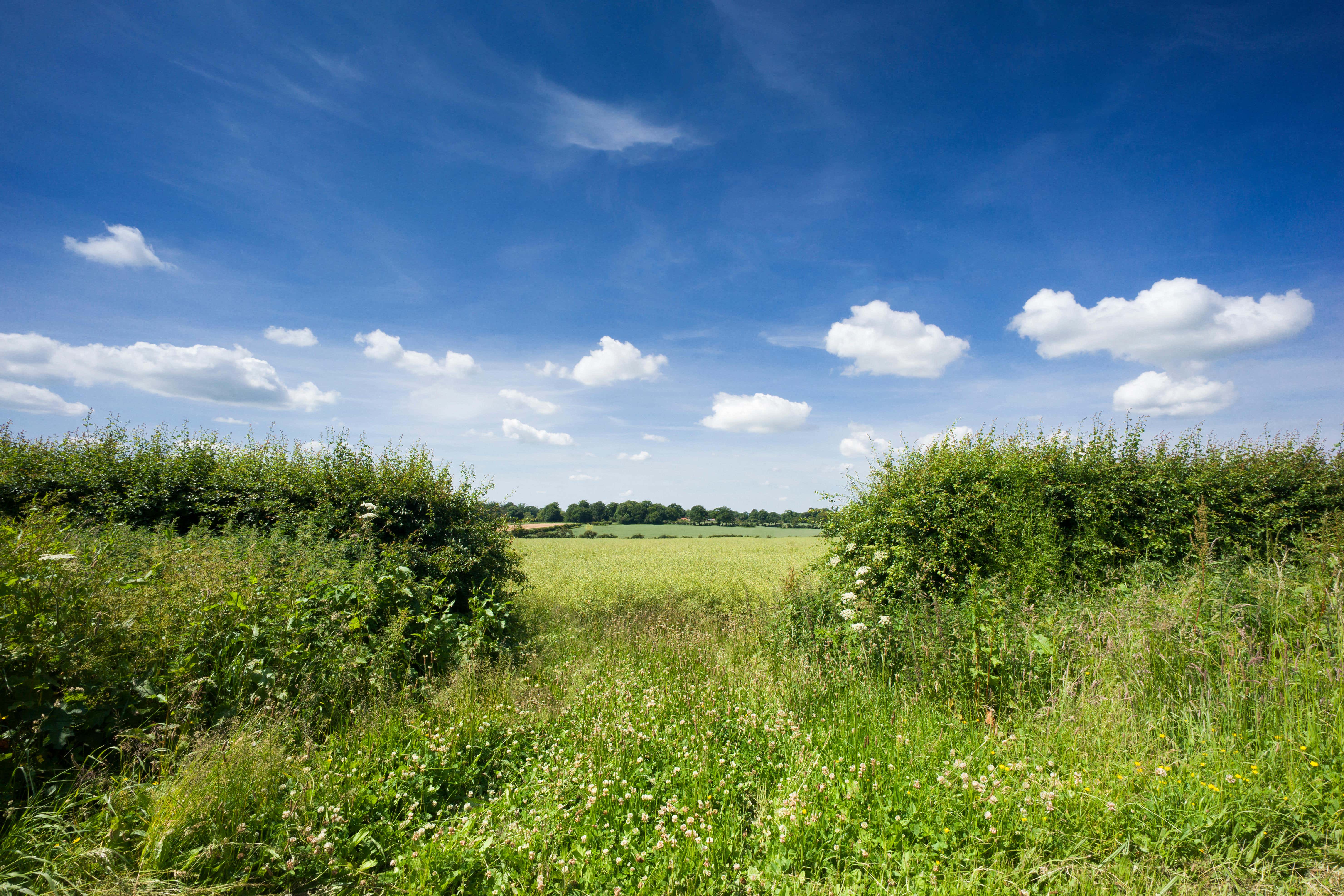 Officials said the new regulations would sit alongside existing rules that prevent the removal of countryside hedgerows without planning approval (Alamy/PA)