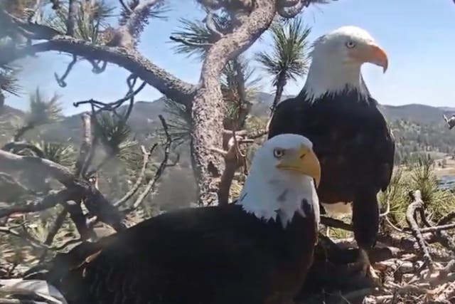 <p>Friends of Big Bear Valley and Big Bear Eagle Nest Cam on Facebook </p>