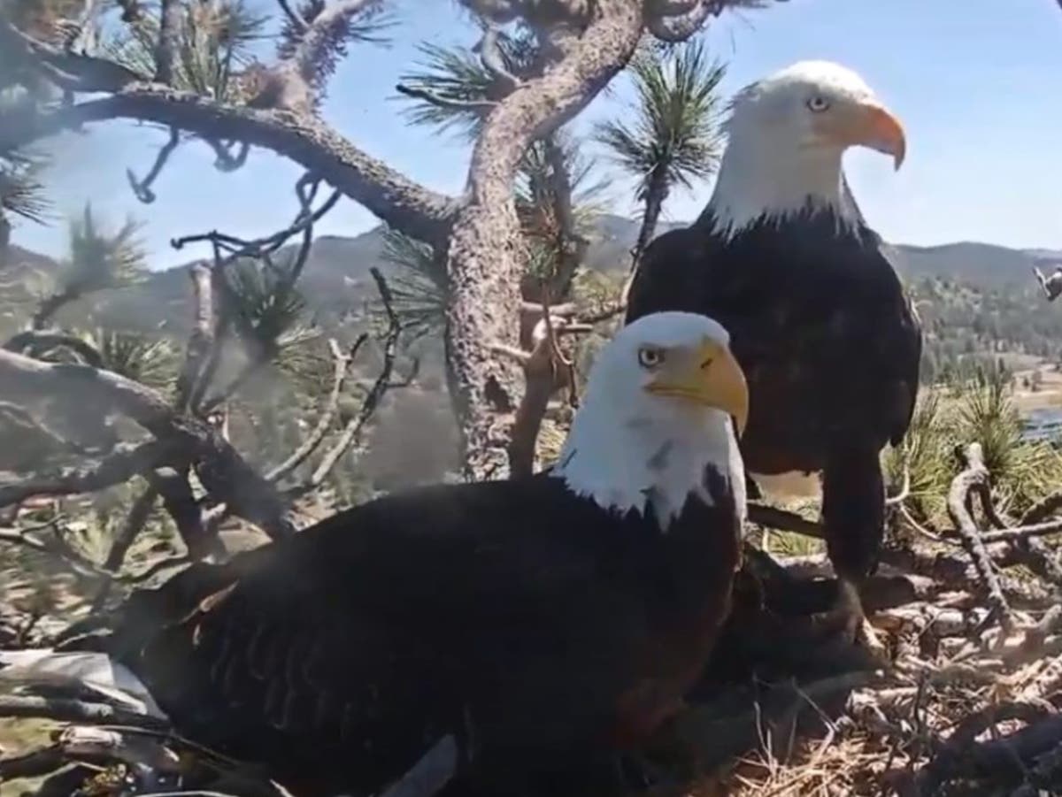 How to watch beloved Big Bear bald eagles hatch their chicks The