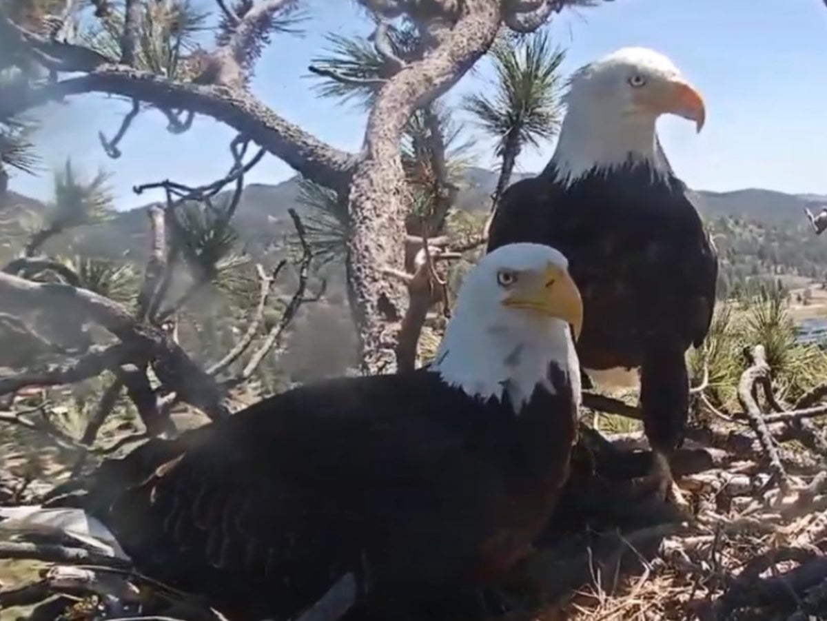 How to watch beloved Big Bear bald eagles hatch their chicks