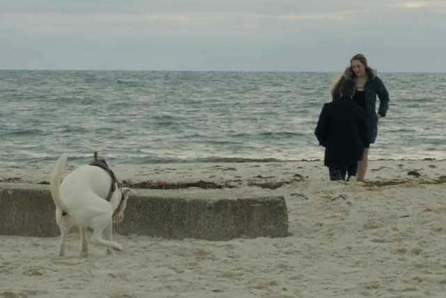 <p>Watch moment dog interrupts couple’s romantic beach proposal.</p>
