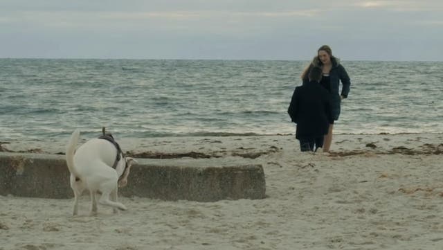 <p>Watch moment dog interrupts couple’s romantic beach proposal.</p>