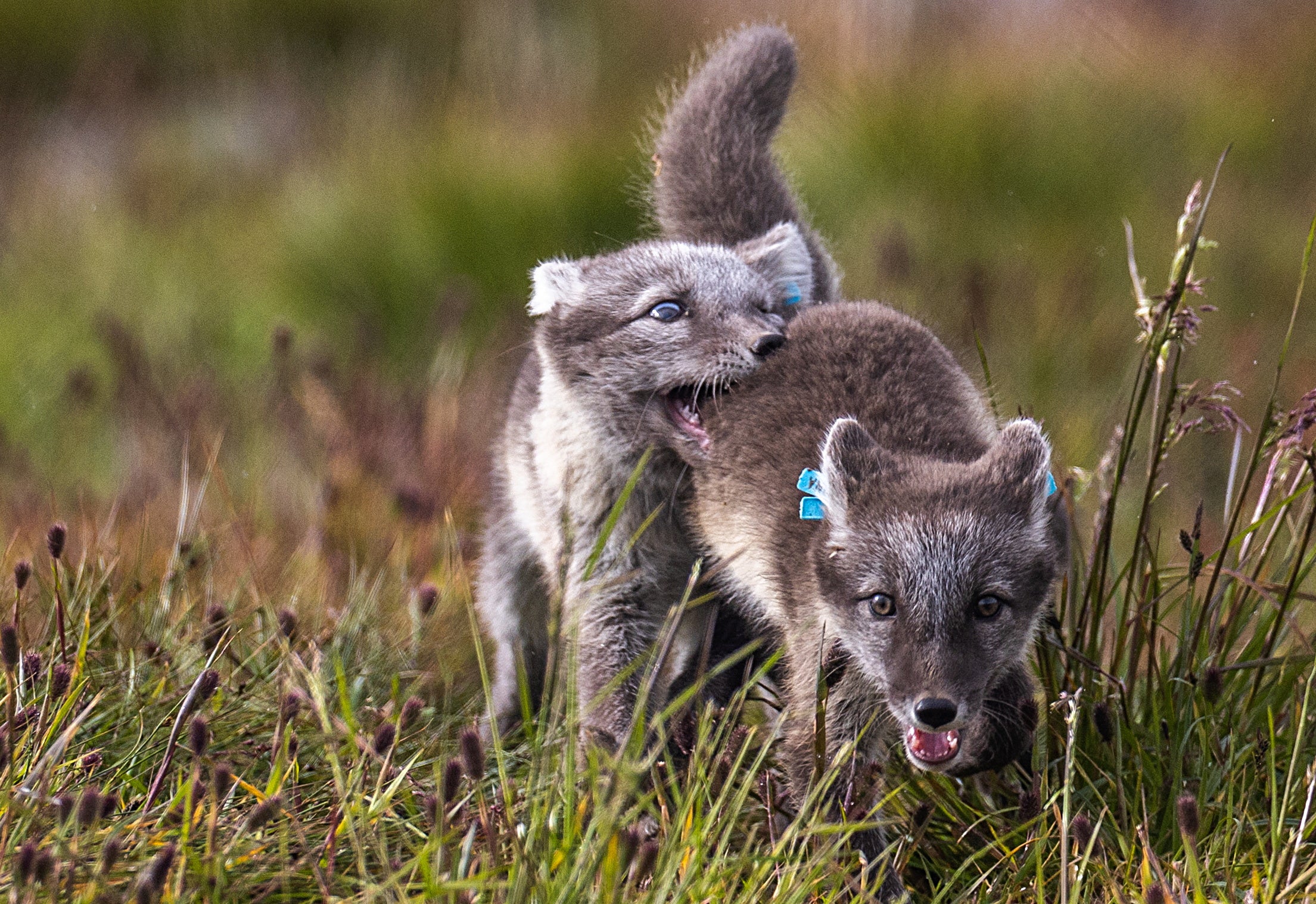 White Arctic fox pups play inside their enclosure at the Arctic Fox Captive Breeding Station near Oppdal, Norway