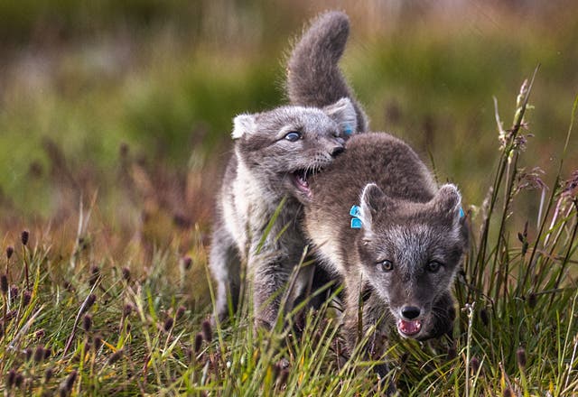 <p>White Arctic fox pups play inside their enclosure at the Arctic Fox Captive Breeding Station near Oppdal, Norway</p>