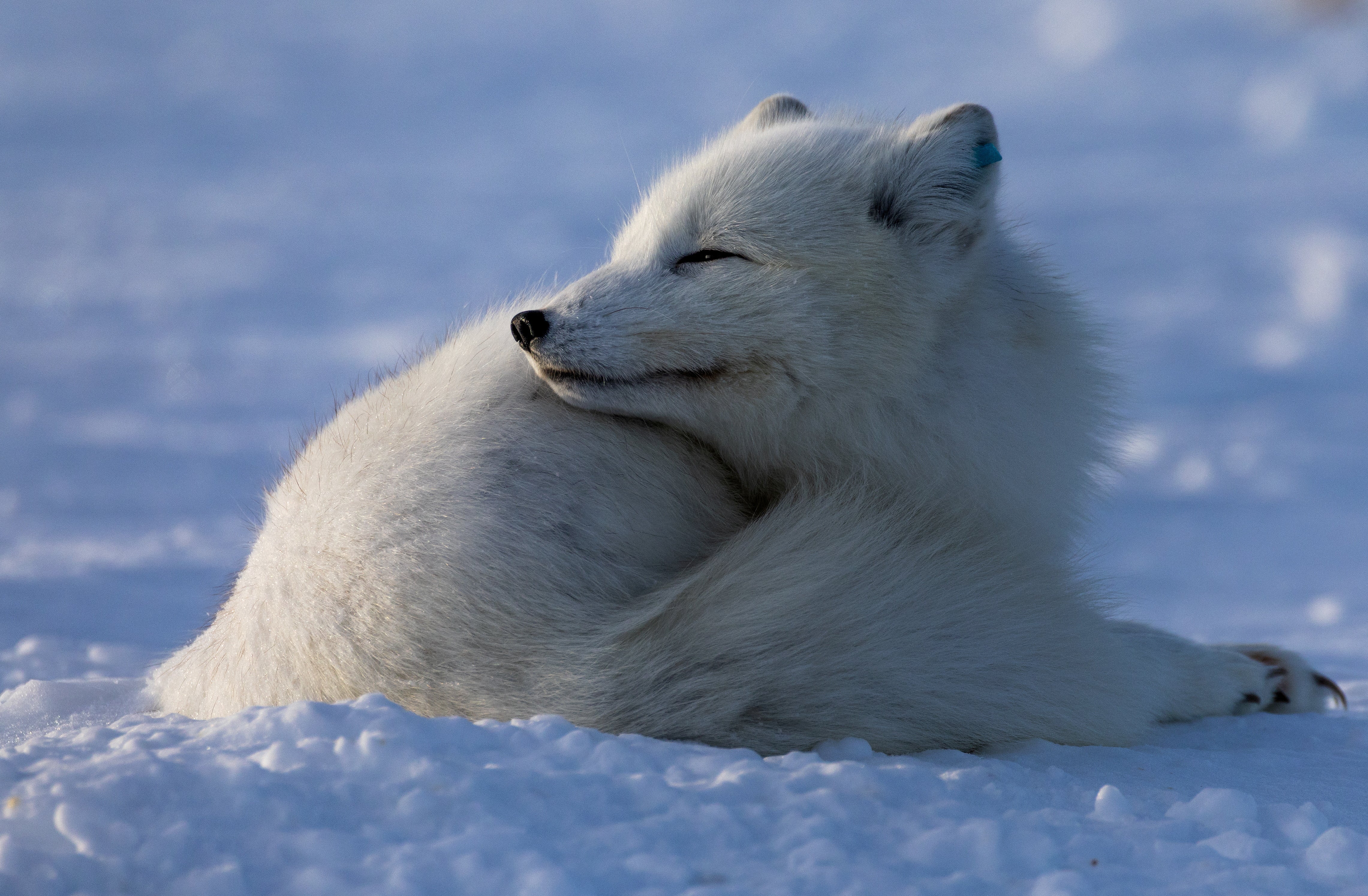 A white Arctic fox lays in the sun inside an enclosure