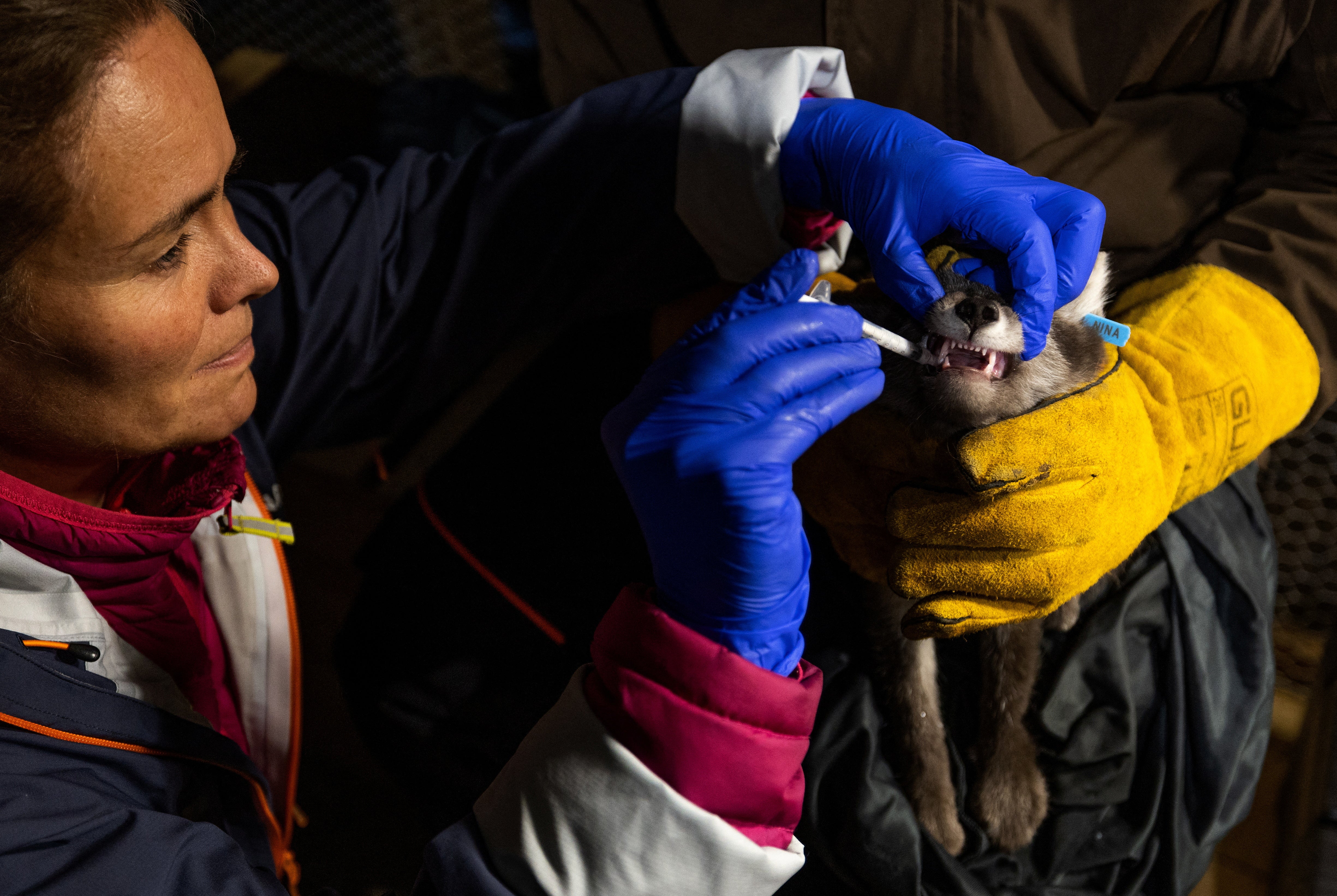 Veterinarian Marianne Furnes feeds parasite medication to a white Arctic fox pup during a medical check-up