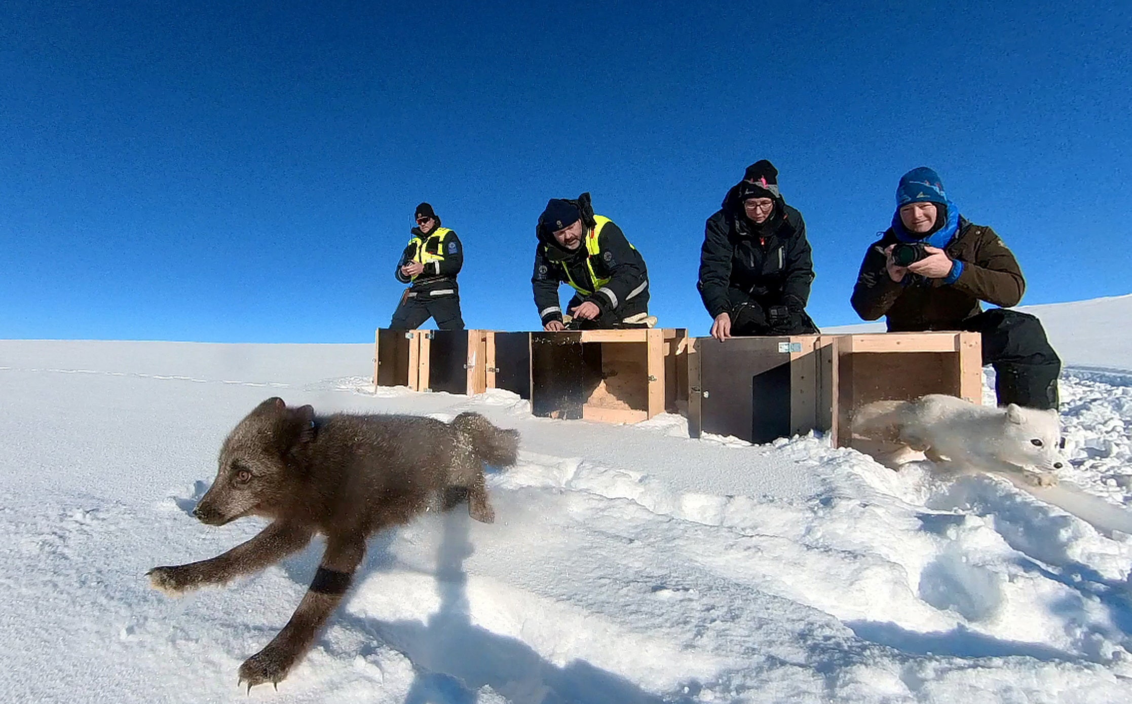 Conservation biologists Kristine Ulvund and Craig Jackson, and park rangers Olaf Bratland and Harald Normann Andersen release a blue and a white Arctic fox into the wild