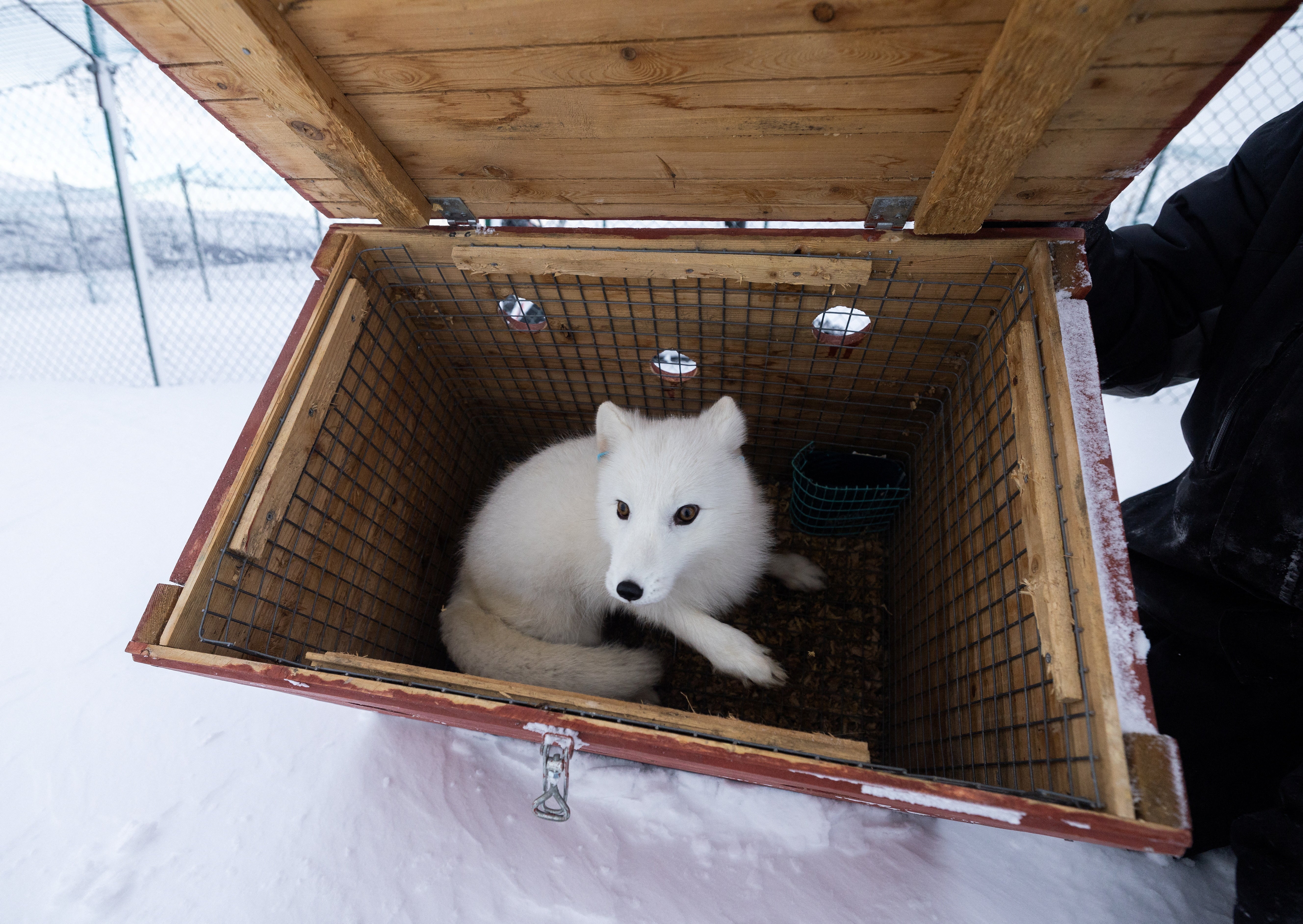 A male white Arctic fox sits inside a wooden box as it arrives back at an enclosure