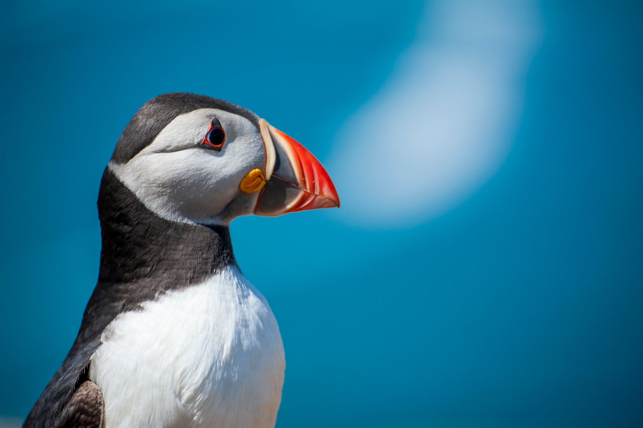 Puffins can be seen in Scotland between March and August