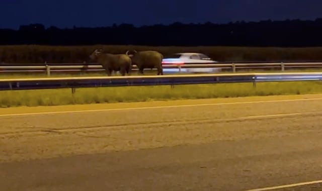 South Africa Buffaloes on the Highway