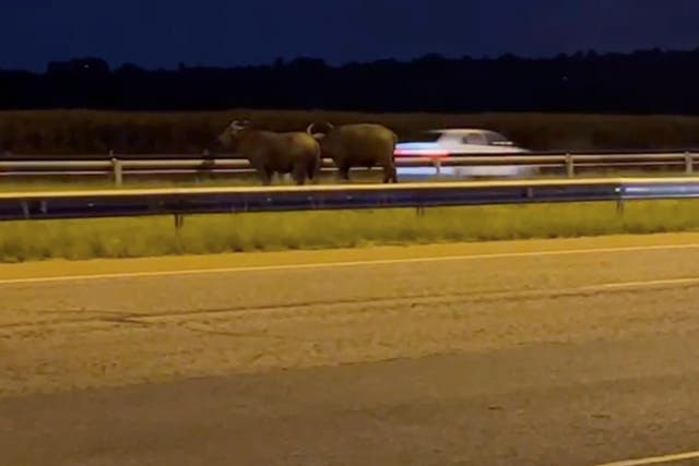 South Africa Buffaloes on the Highway