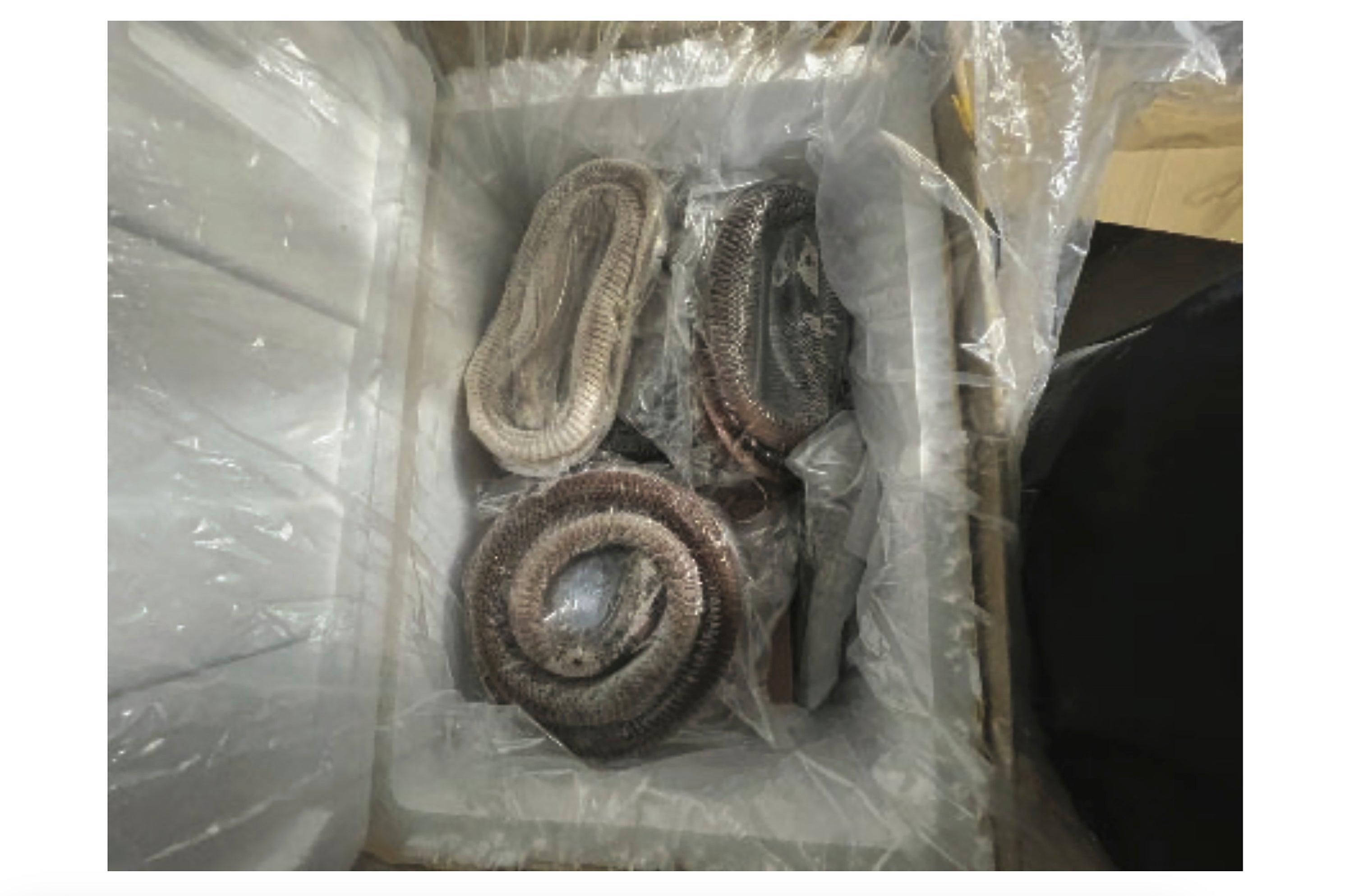 Goose Intestines-Illegal Imports