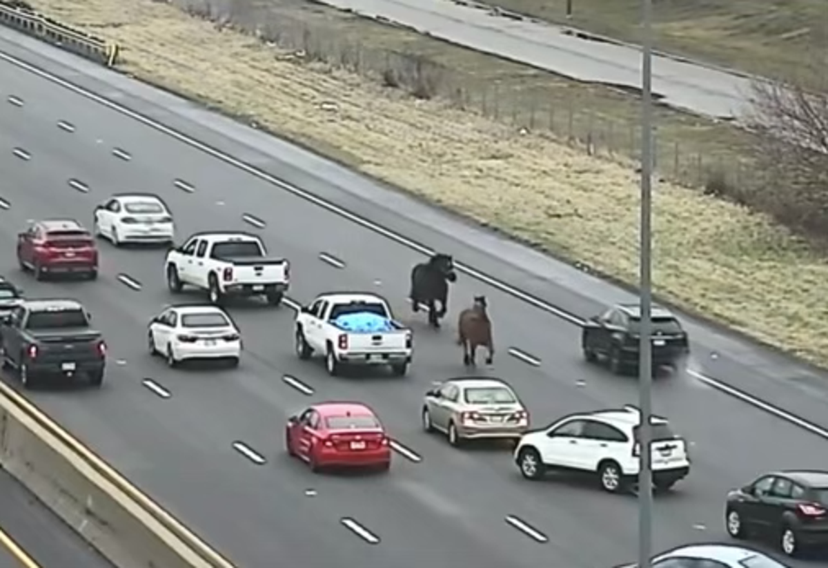Escaped police horses cause traffic nightmare after running wild on freeway
