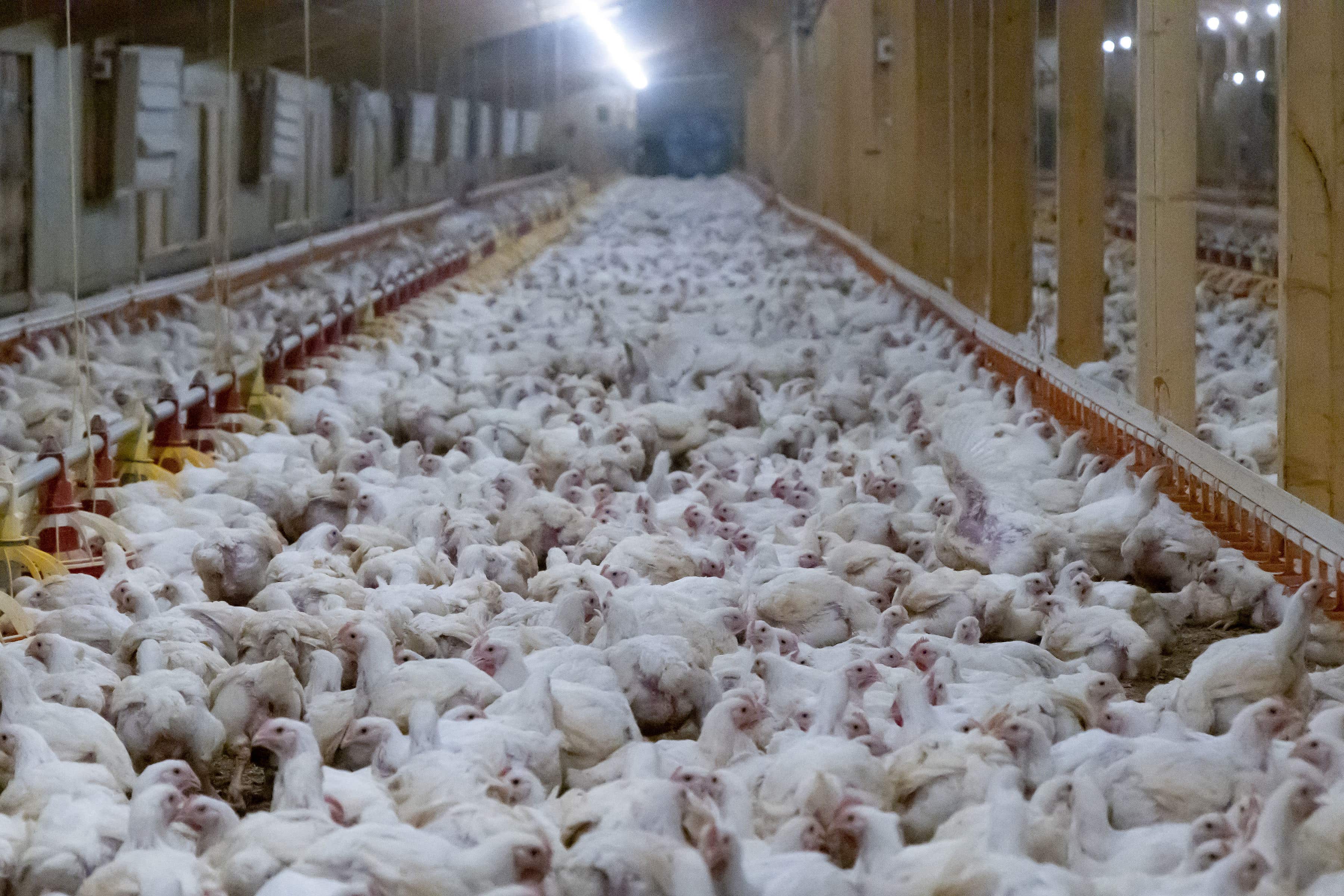 Chickens are raised in intensive farms to grow abnormally quickly (open cages).