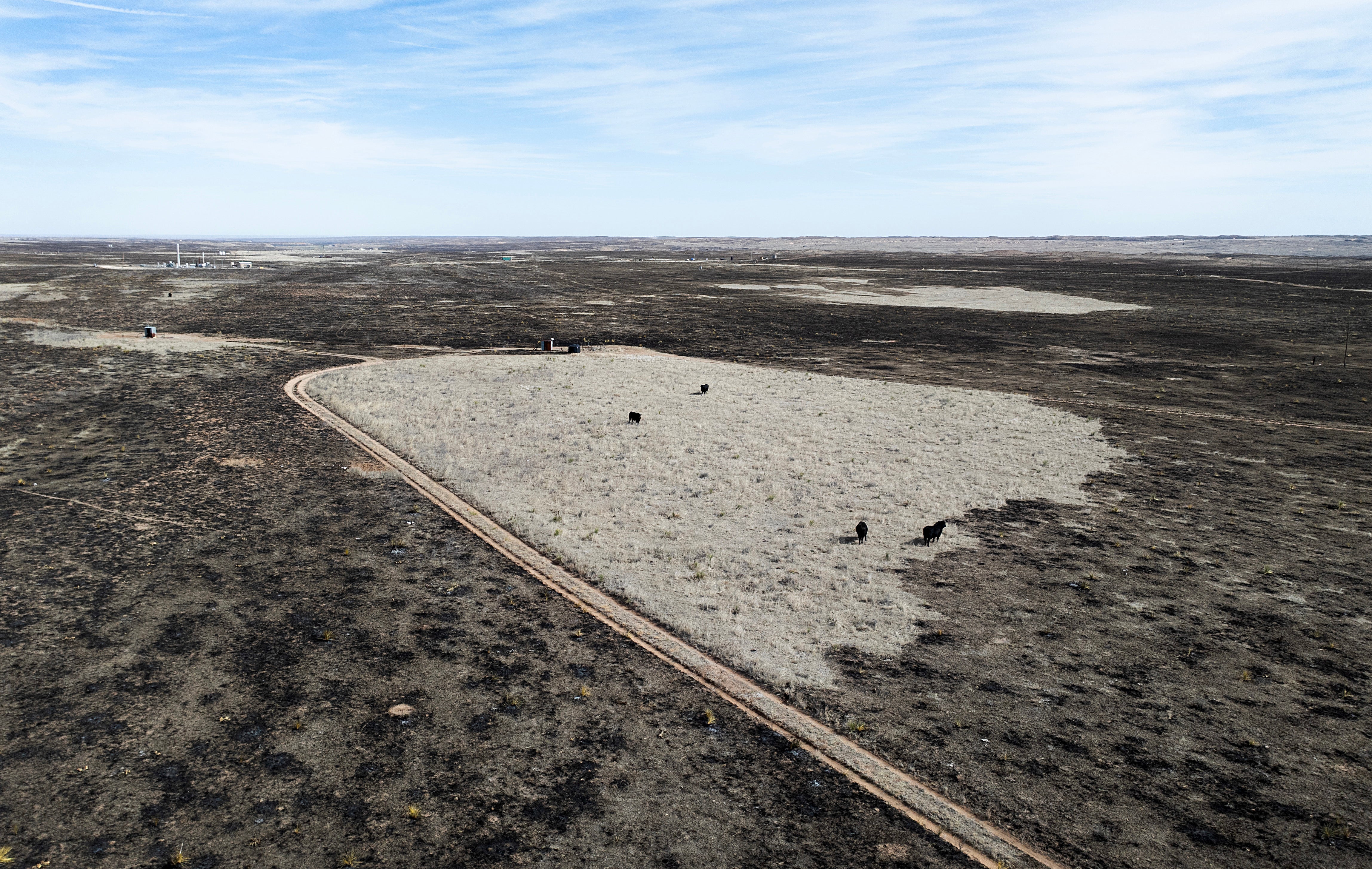 <p>An aerial view shows cattle grazing on a small island of grass surrounded by a burned landscape in the aftermath of the Smokehouse Creek fire on 3 March 2024 near Pampa, Texas</p>