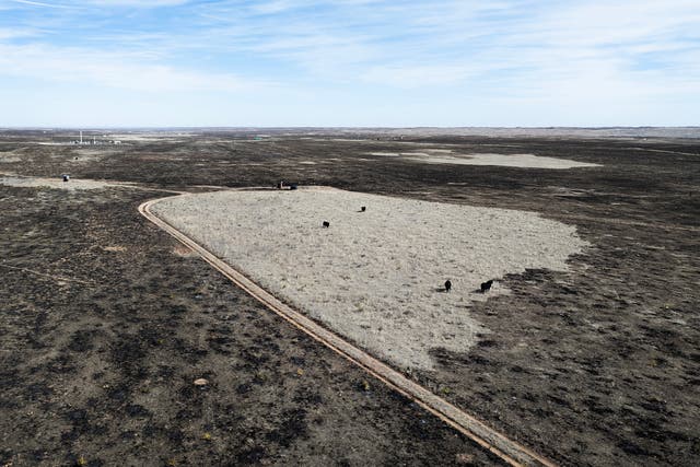 <p>An aerial view shows cattle grazing on a small island of grass surrounded by a burned landscape in the aftermath of the Smokehouse Creek fire on 3 March 2024 near Pampa, Texas</p>