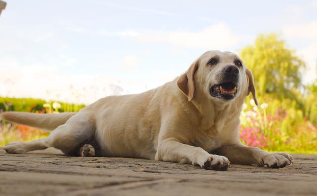 <p>Researchers found that ‘labradors with this genetic mutation are looking for food all the time, trying to increase their energy intake’ </p>