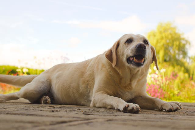 <p>Researchers found that ‘labradors with this genetic mutation are looking for food all the time, trying to increase their energy intake’ </p>