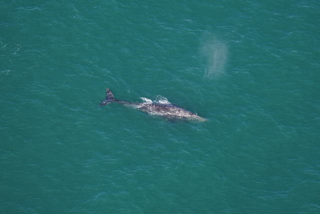 <p>A rare grey whale seen off the Nantucket, Maine coast on 1 March 2024</p>