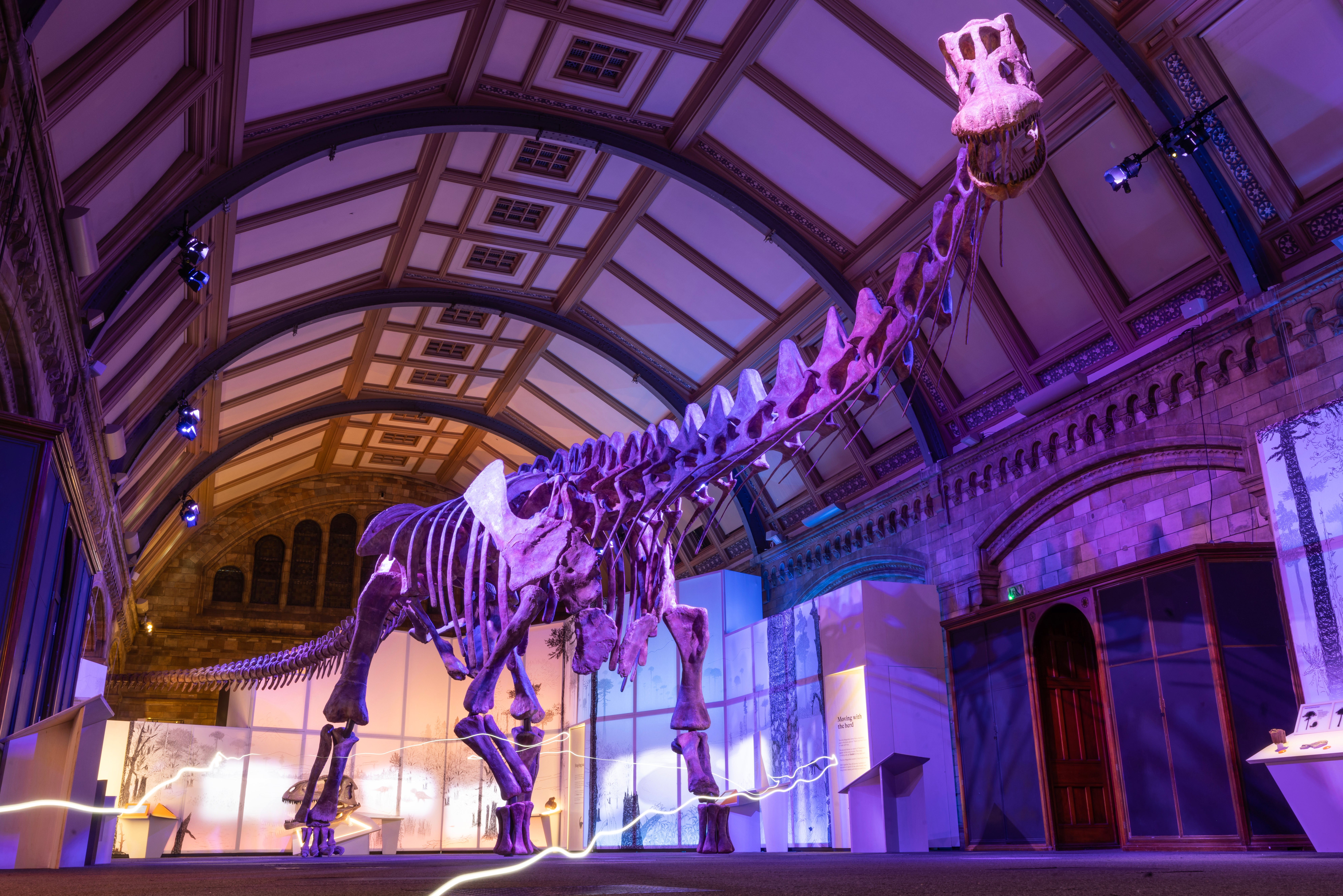 A titanosaur model is displayed at London’s Natural History Museum