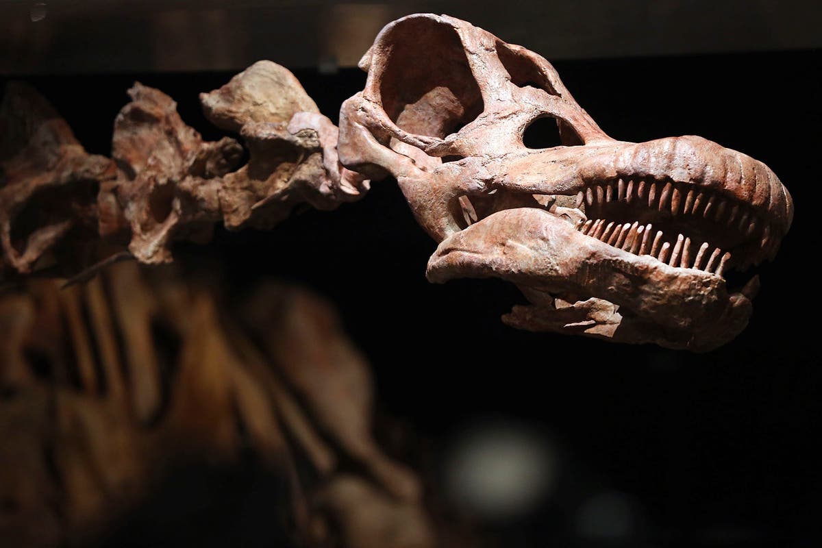 Man reveals he stumbled across 70-million-year-old dinosaur skeleton while walking dog