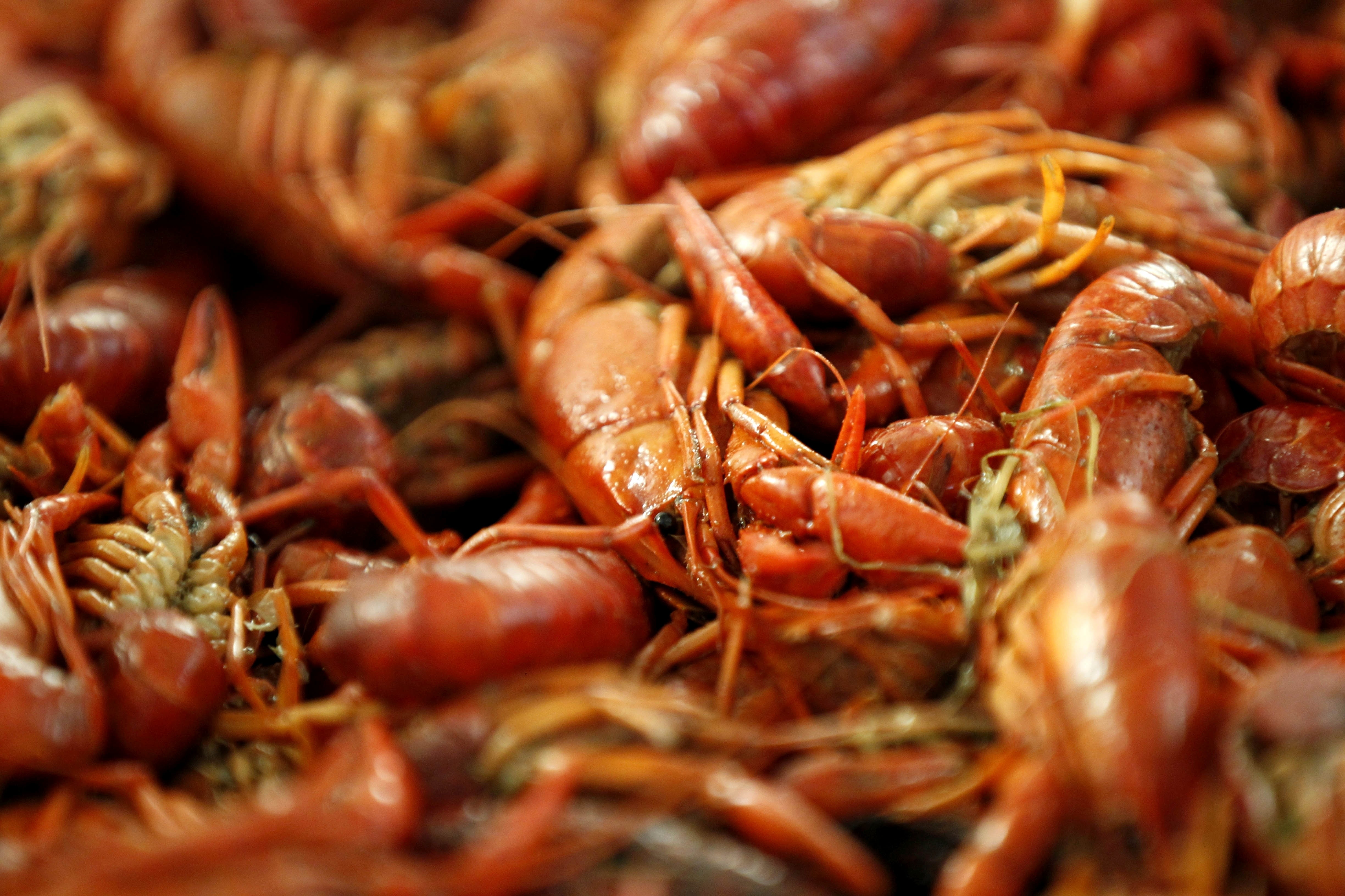 Crawfish Shortage Louisiana