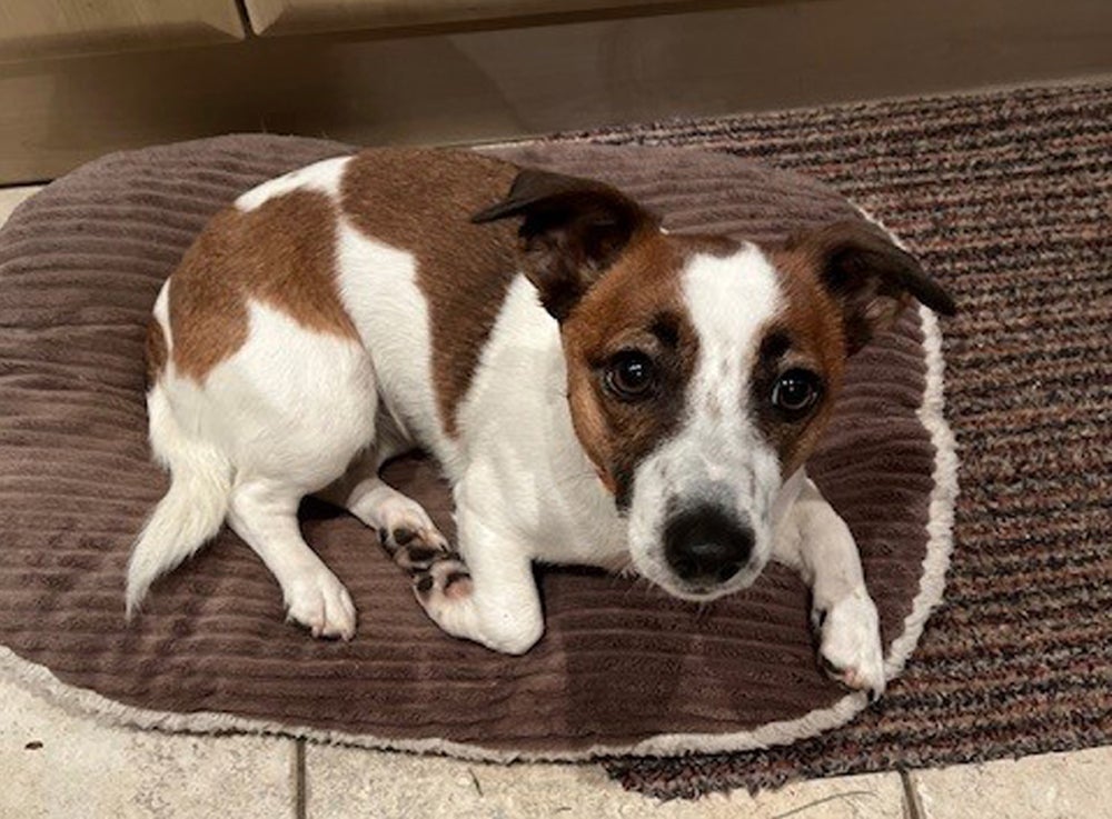 Anne Maynard's female adult Jack Russell named Mouse who went missing during a walk at a local golf club on the morning of December 3