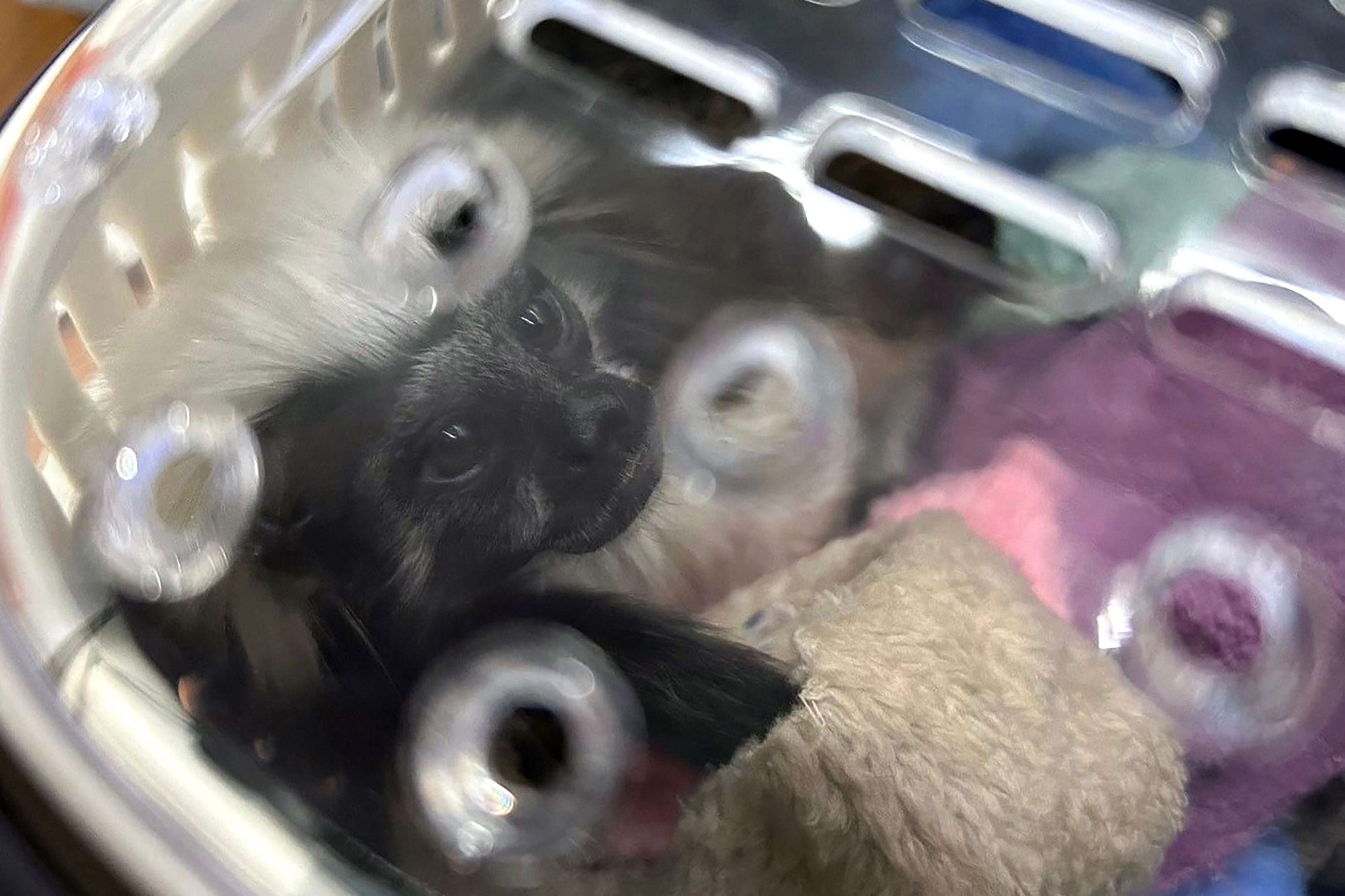An endangered cotton-top tamarin monkey found in the luggage