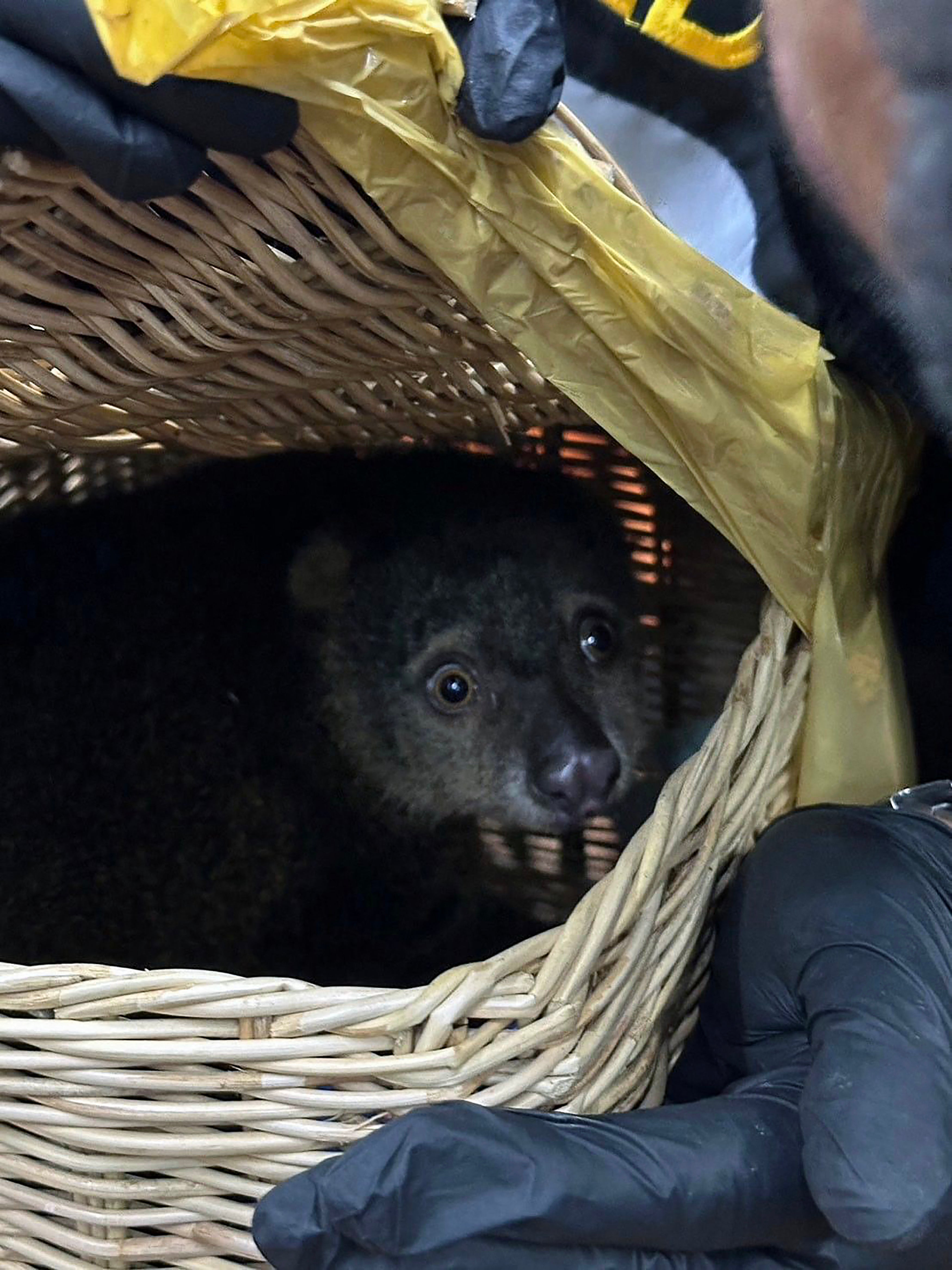 A Sulawesi bear cuscus that was rescued after being found in the luggage of a group of Indian nationals attempting to travel to Mumbai, at Suvarnabhumi International Airport in Bangkok