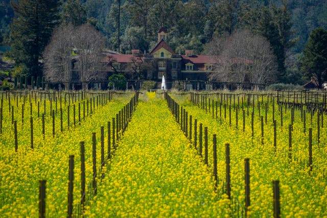 California Wine Country Mustard