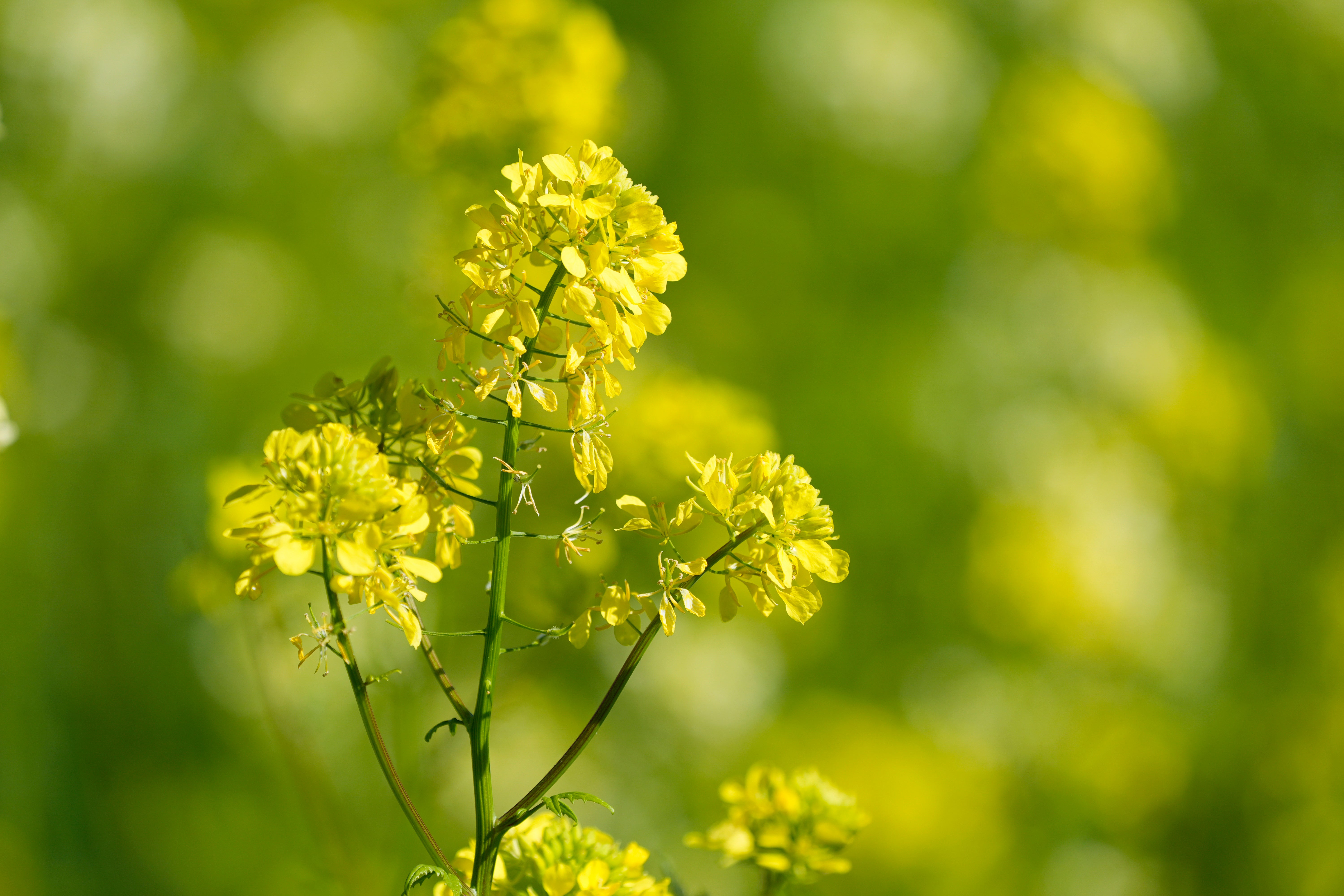 California Wine Country Mustard