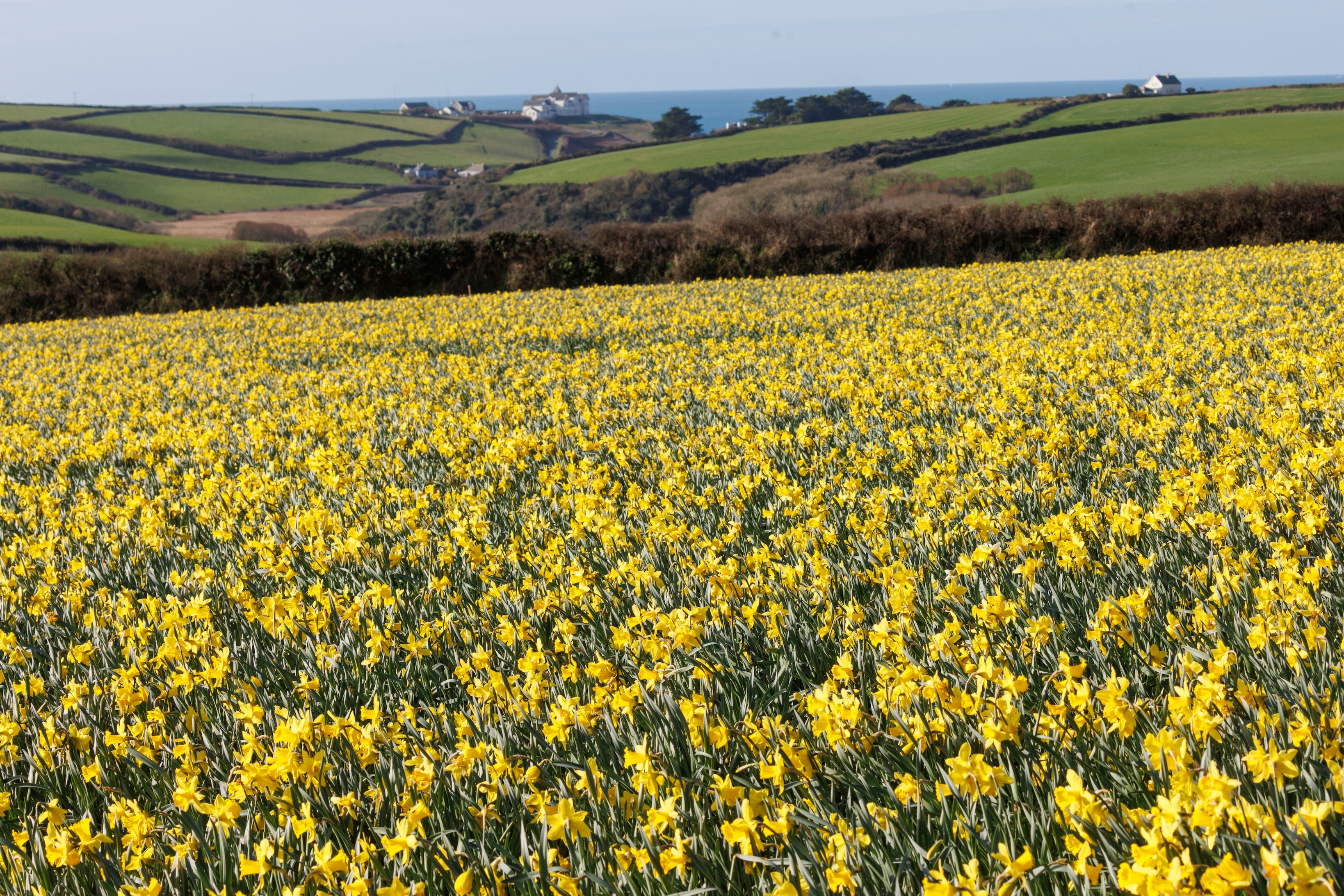 Daffodils have been grown on the farm for 20 years (Paul Box/PA)