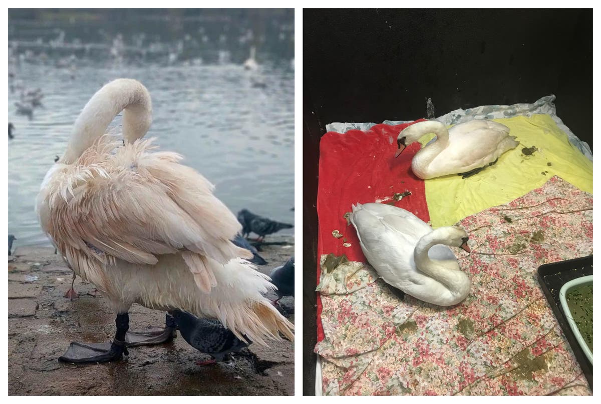 RSPCA warns swans are turning pink because park visitors keep doing one thing