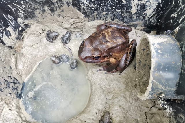 Mountain chicken froglets have been successfully bred at London Zoo (London Zoo/PA)