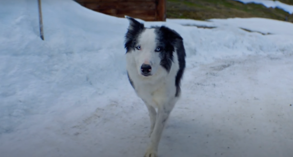 Oscars hopefuls complained to Academy about Anatomy of a Fall dog&rsquo;s event attendance