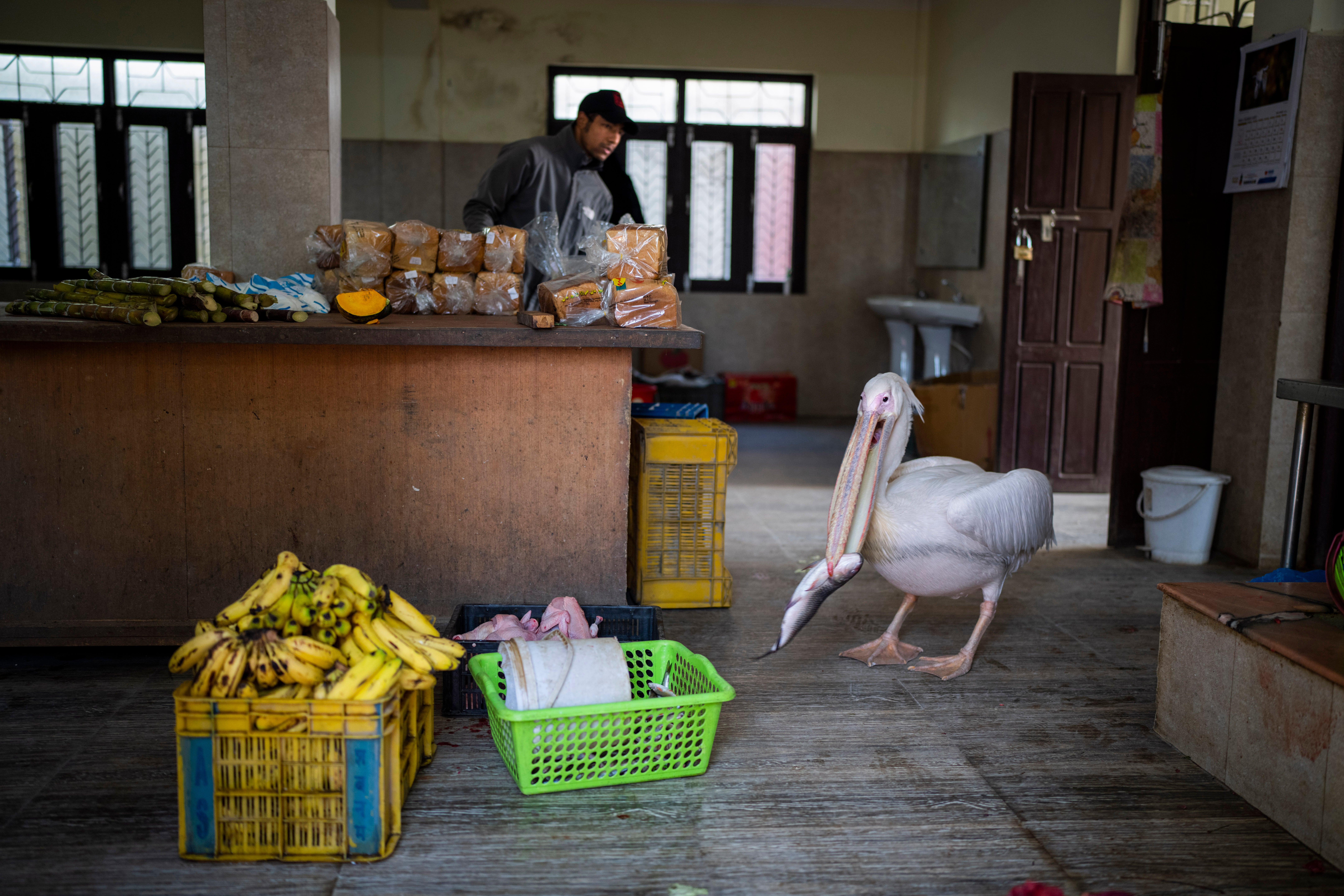 Nepal Zoo Meals Photo Gallery