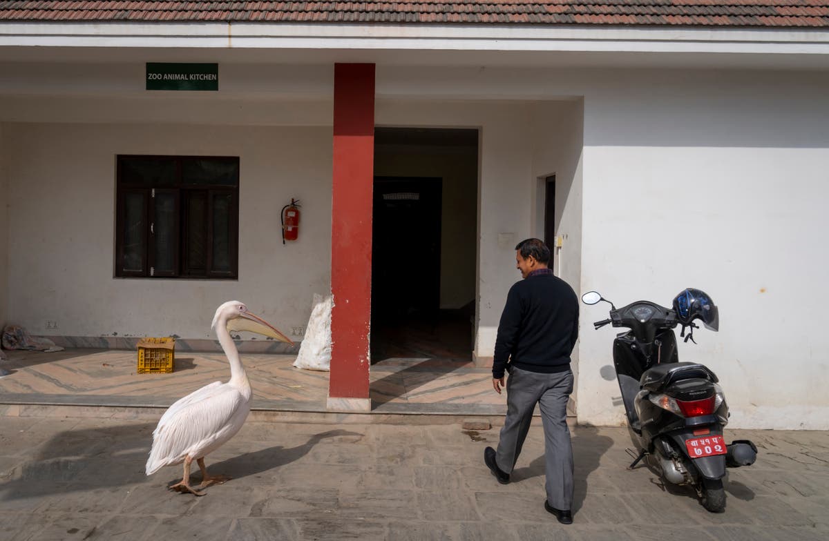 A 41-year-old pelican and other animals wait for their food at Nepal’s only zoo
