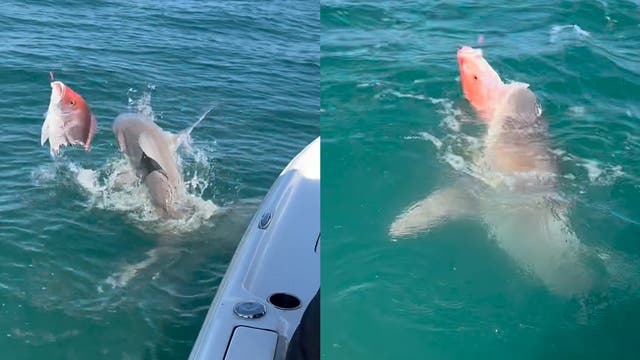 <p>Swarm of 7.5ft sharks launch feeding frenzy around fishing boat</p>